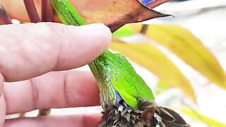 Snake vs sparrow. Snake swallowing a sparrow. Green Snakes. Tamehwildlife
