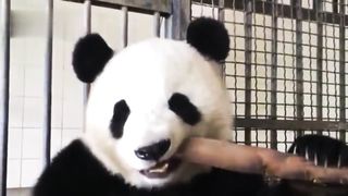 beautiful panda eats bamboo
