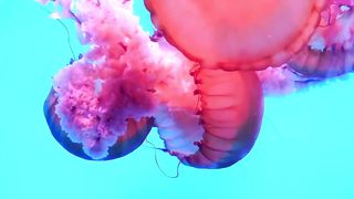 BEAUTIFUL CORAL REEF UNDERWATER COLLECTION•