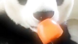 funny panda bear eats ice cream