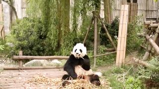 panda bear eating breakfast