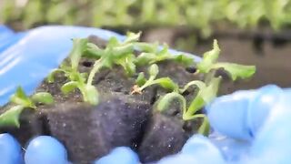farming is science. process of growing fresh vegetables by Korean scientists)