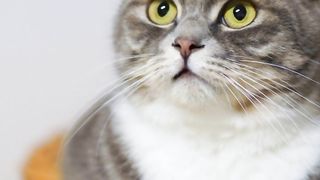 Best and butifol cat