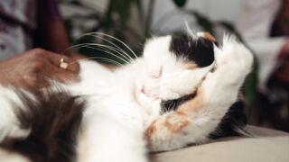 Gato ganhando carinho na barriga