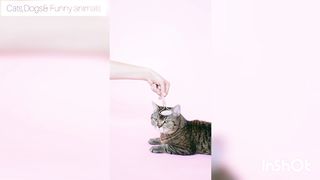 Cats massaging