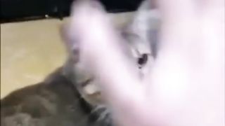 Memes I Found In My Cat