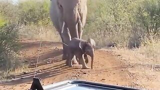 Baby Elephant playing with mom