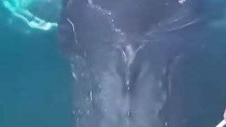 A whale weighing more than 5000 kilograms. My God, how did that happen?