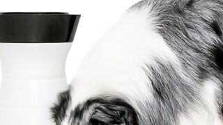 PetSafe Healthy Pet Water Station