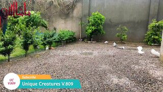 my pigeons love rainy day enjoying best weather and rain