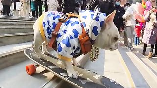 Lovely dog 2