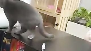 Funny cat 22