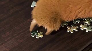 Masha and the Bear 12
