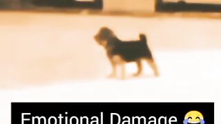 dog baby canfiuzu