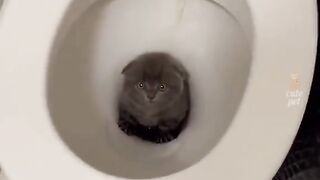 Funny cat 23