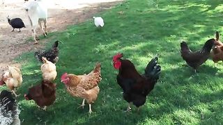 Chickens