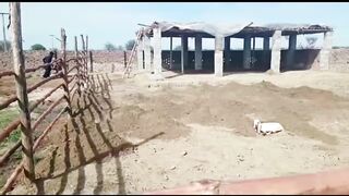 Goat farming 2