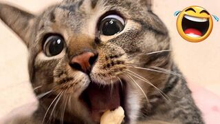 Best funny animals 2