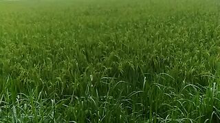 Indonesia#pemandangan