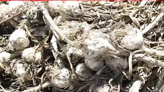 लहसुन की सालों तक कैसे सुरक्षित रखें