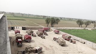 P0tata cold store in pakistan