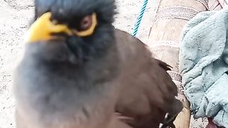 This is funny bird