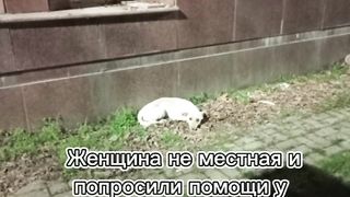 Четыре лапы Ташкент приют. А у нас опять пополнение. Марта