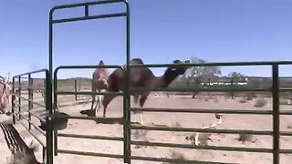 camel mating in camel farm