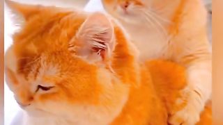 Beautiful cute kitten https://youtube.com/@MagiccatsFunny127