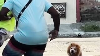 Mano o Leão kkkkk
