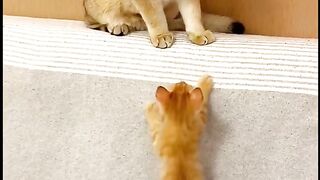 Funny magic cats