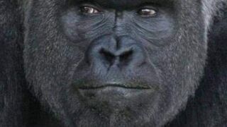 Animals 4