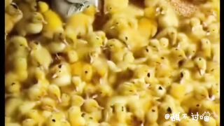 Crazy cats videos