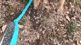 Cani-Vtt entrainement