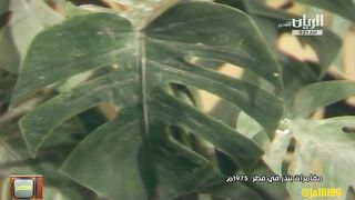 المسلسل الكويتي القطري مغامرات بندر في قطر ١٩٧٥م الحلقة 6  jalili99