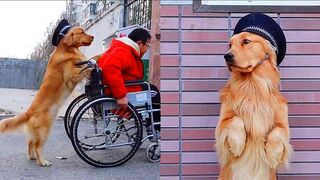 Smart dogs help people