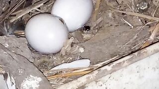 Baby Chick Hatching from the Egg