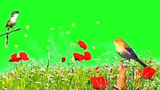 Cute  Sparrow