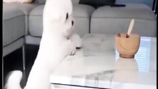 Funny Dog And Cat Funniest Animals #GamingSpider