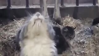 Funniest Animals 2023 ,Funniest Cats and Dogs. 7