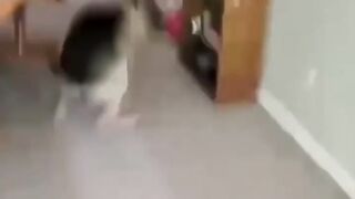 Funniest Animals 2023 ,Funniest Cats and Dogs. 6