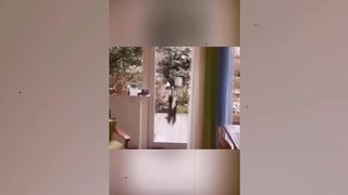Funniest Animals 2023 ???? Funniest Cats and Dogs ????????4 Gaming Spider