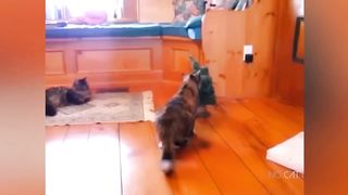 Funniest Animals 2023 ???? Funniest Cats and Dogs ????????2 GAMING SPIDER