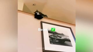 Cutest Cats and Dogs ???????? New Funny Videos 2022 ????5
