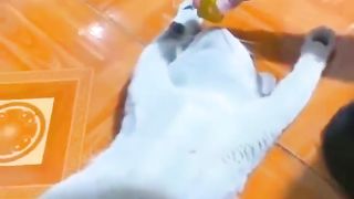 Cutest Cats and Dogs ???????? New Funny Videos 2022 ????2