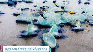 Les 10 Choses Les Plus Étranges Trouvées Sur La Plage