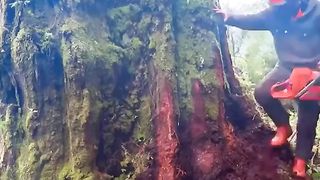 Cutting Tricks - The Best Skill Man Cutting Tree.