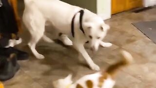 Fun y cats and dogs. Funny pets. #shorts