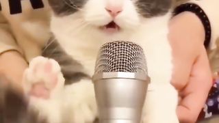 Funny dogs and cats. #shorts
