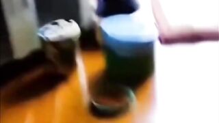Funny cats and dogs 5